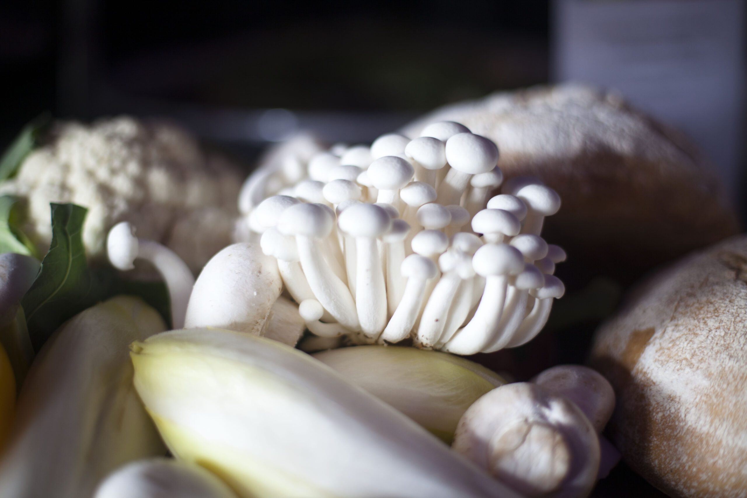 New EU mushroom marketing campaign Mushroombusiness